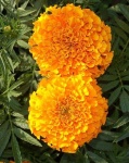 image of flower