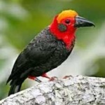 image of bird