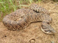 image of hognose_snake