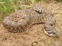 image of hognose_snake #13