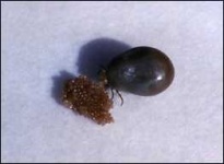 image of tick
