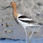 image of bird