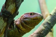image of animal