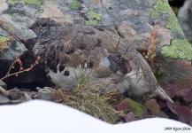 image of ptarmigan