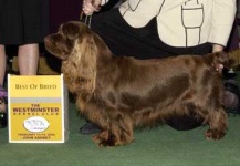 image of sussex_spaniel #26