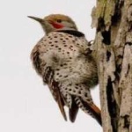 image of bird