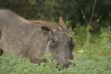 image of warthog