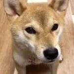 image of animal