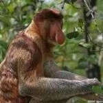 image of proboscis_monkey