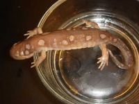 image of spotted_salamander
