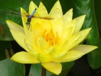 image of flower