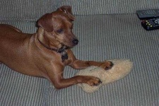 image of miniature_pinscher