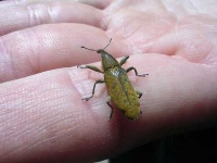 image of weevil