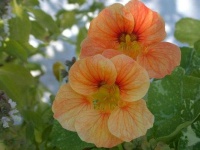 image of flower