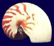 image of nautilus