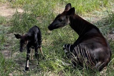 image of animal