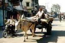 image of oxcart