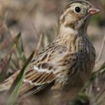 image of smiths_longspur #27