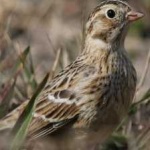 image of bird
