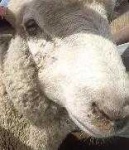 image of sheep_face #11