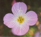 image of flower