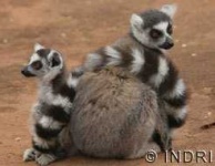 image of indri