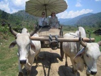 image of oxcart
