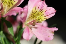 image of flower