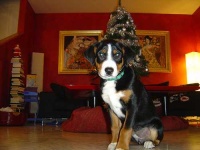 image of entlebucher