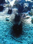image of sea_urchin