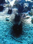 image of sea_urchin #28