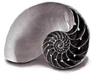 image of nautilus