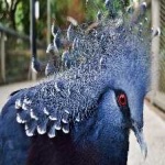 image of victoria_crowned_pigeon #22