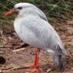 image of bird