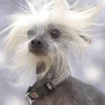image of animal