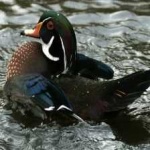 image of wood_duck #16