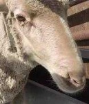 image of animal