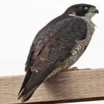 image of bird