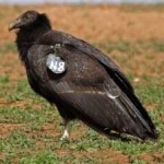 image of bird