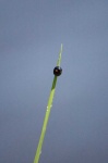 image of animal