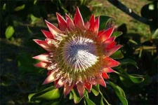 image of flower