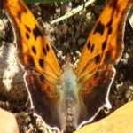 image of animal