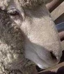 image of animal