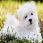 image of animal