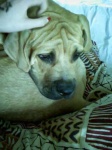 image of bull_mastiff