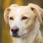 image of animal