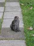 image of macaque