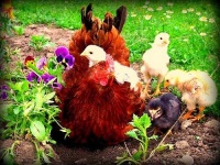 image of hen