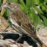 image of bird