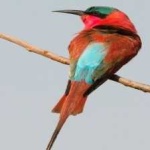 image of bird